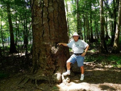 A massive 6 ft diameter Loblolly Pine
