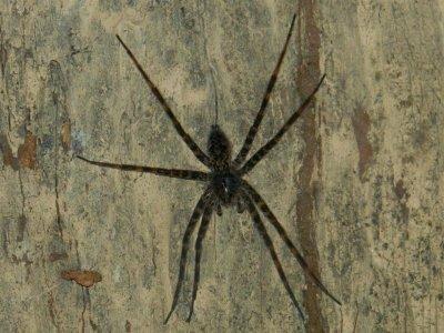 A Dark Fishing Spider - 5 inches from tip to tip - hides in a hollow tree