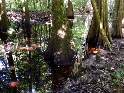 Bald Cypress and its knees thriving in the swamp water