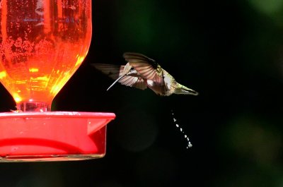 Yes, even Hummingbirds have to go sometimes