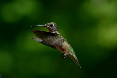 Hummingbirds '12