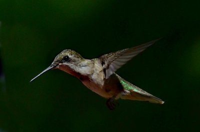 Hummingbird in flight