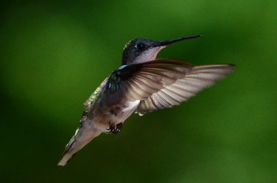 Hovering over the feeder