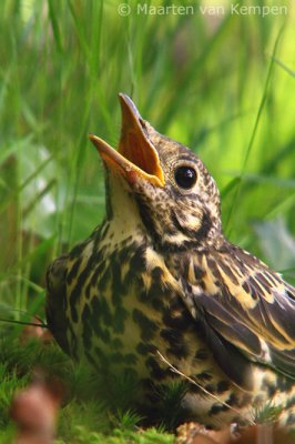 Song trush (Turdus philomelos)