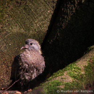 Wood pigeon (Columba palumbus)