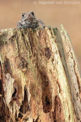 Common toad(Bufo bufo)