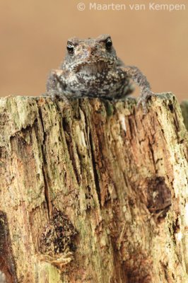 Common toad(Bufo bufo)