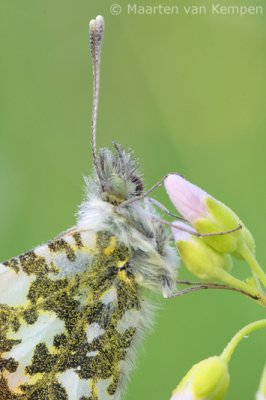 Orange tip (Anthocharis cardamines)