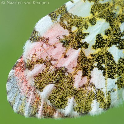 Orange tip (Anthocharis cardamines)