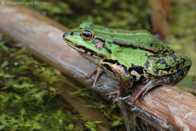 Green frog spec. (Rana spec.)