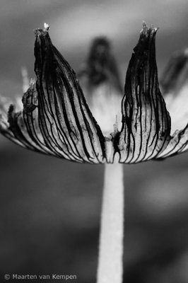 Haresfoot inkcap (Coprinus lagopus)