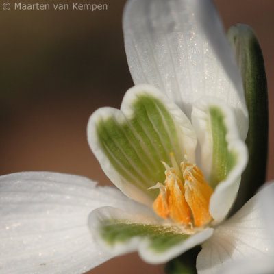 Common snowdrop <BR>(Galanthus nivalis)
