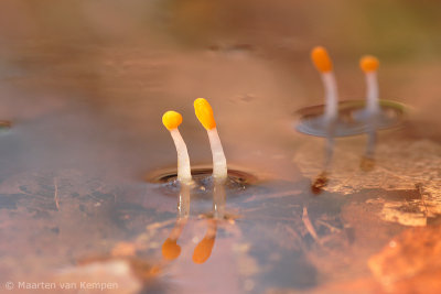 Bog beacon <BR>(Mitrula paludosa)