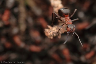 Southern wood ant (Formica rufa)