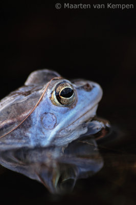 Moor frog (Rana arvalis)