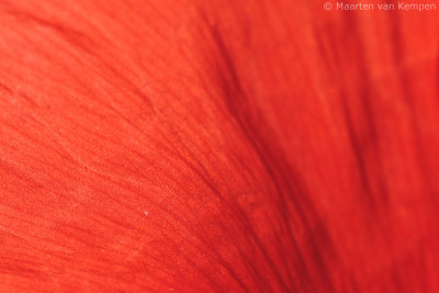 Poppy (Papaver rhoeas)