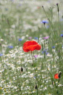 Poppy (Papaver rhoeas)