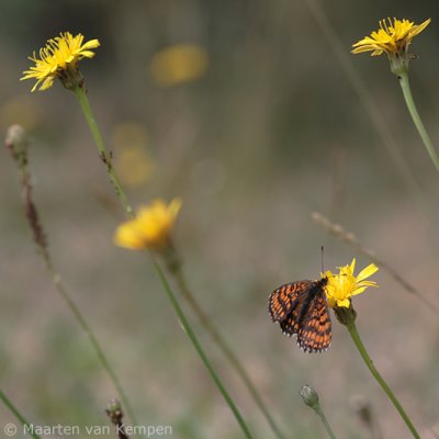 Heath fritillary (Melitaea athalia)