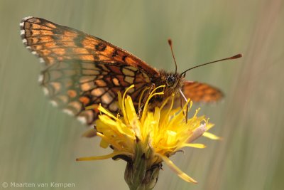 Heath fritillary (Melitaea athalia)