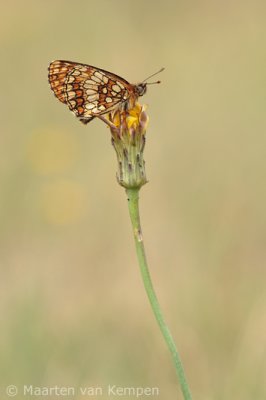 Heath fritillary (Melitaea athalia)