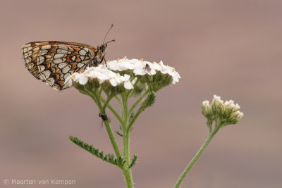 Heath fritillary (Melitaea athalia)