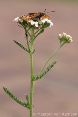 Heath fritillary (Melitaea athalia)