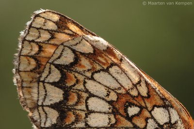 Heath fritillary (Melitaea athalia)