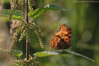 Comma butterfly (Polygonia c-album)