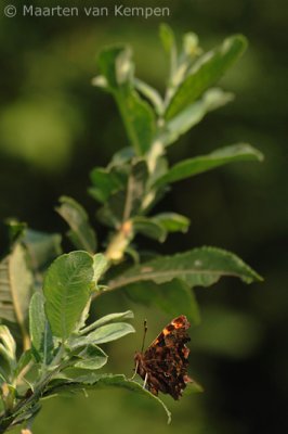 Comma butterfly (Polygonia c-album)