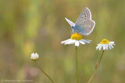 Common blue (Polymmatus icarus)