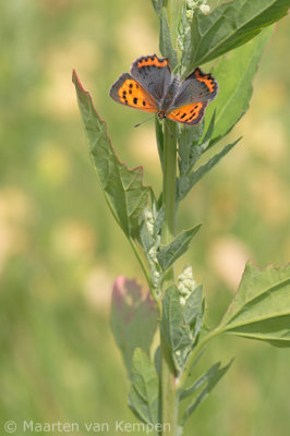 Small copper (Lycaena phlaeas)