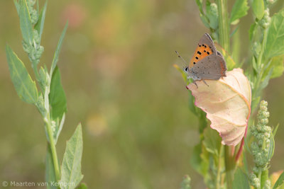 Small copper (Lycaena phlaeas)