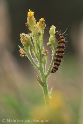 Burnet moth (Zygaena transalpina)