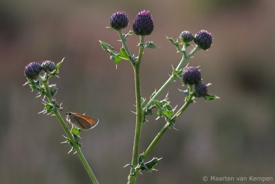Essex skipper (Thymelicus lineola)