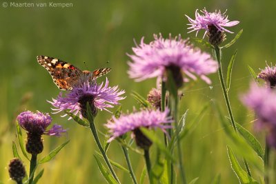 Painted lady (Vanessa cardui)