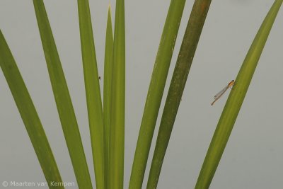 Variable bluet (Coenagrion pulchellum)