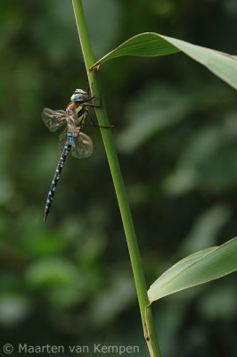 Migrant hawker (Aeshna mixta)