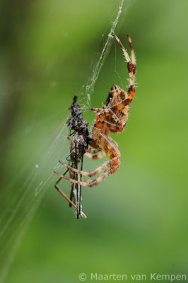 Garden spider  (Araneus diadematus)