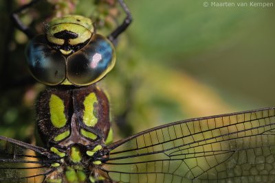 Southern hawker (Aeshna cyanea)