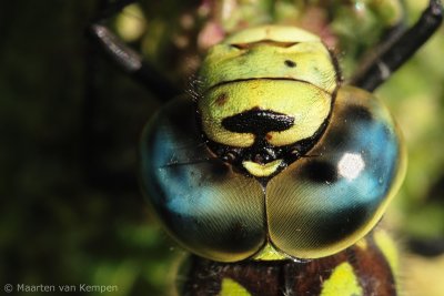 Southern hawker (Aeshna cyanea)