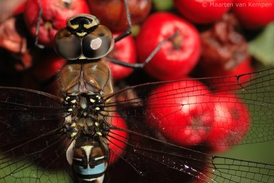 Migrant hawker (Aeshna mixta)