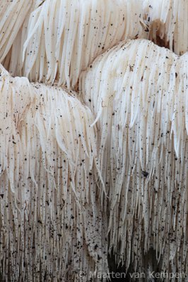 Lion's mane (Hericium erinaceus)