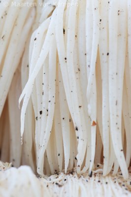 Lion's mane (Hericium erinaceus)