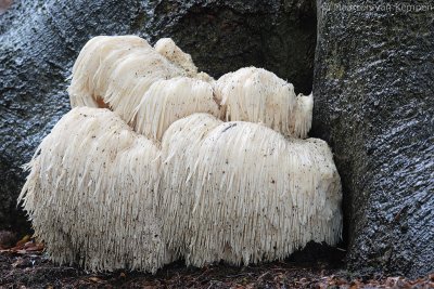 Lion's mane (Hericium erinaceus)