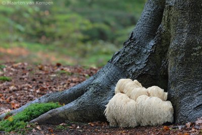 Lion's mane (Hericium erinaceus)