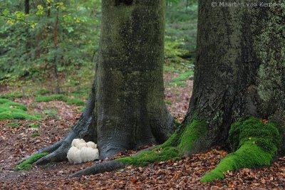 Lion's mane (Hericium erinaceus)