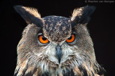 Eagle owl (Bubo bubo)