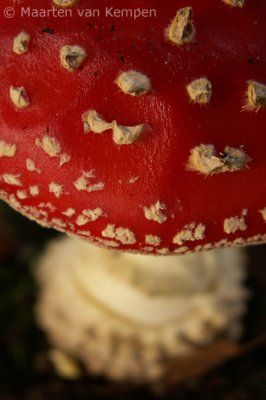 Fly agaric (Amanita muscaria)