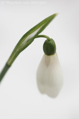 Common snowdrop (Galanthus nivalis)