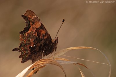 Comma butterfly (Polygonia c-album)